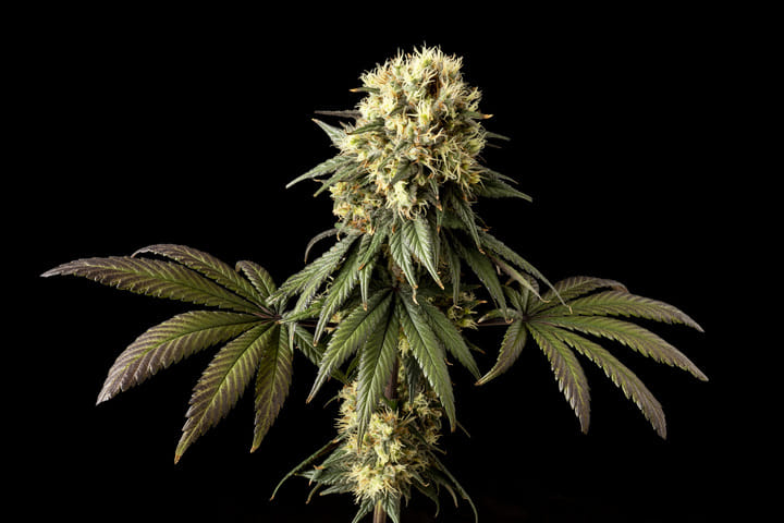 Seedsman Jack Herer retro cannabis