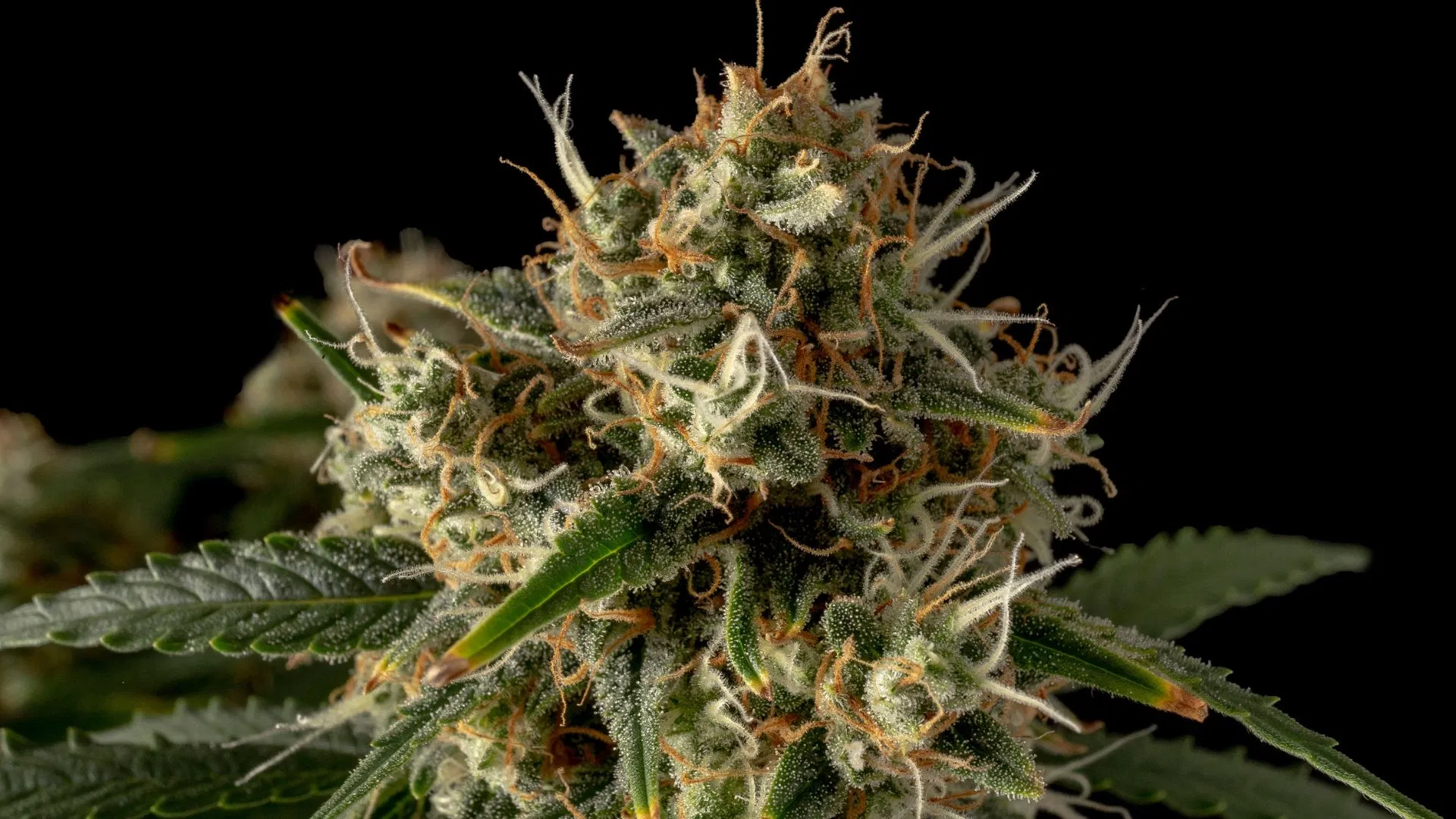 Seedsman OG Kush Auto: Ein Teil des Publikums