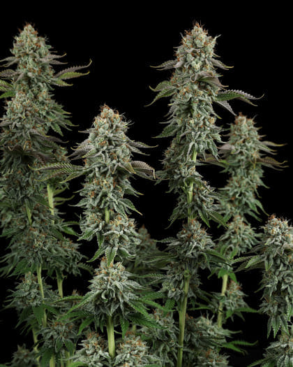 Seedsman Sour Diesel photo fem