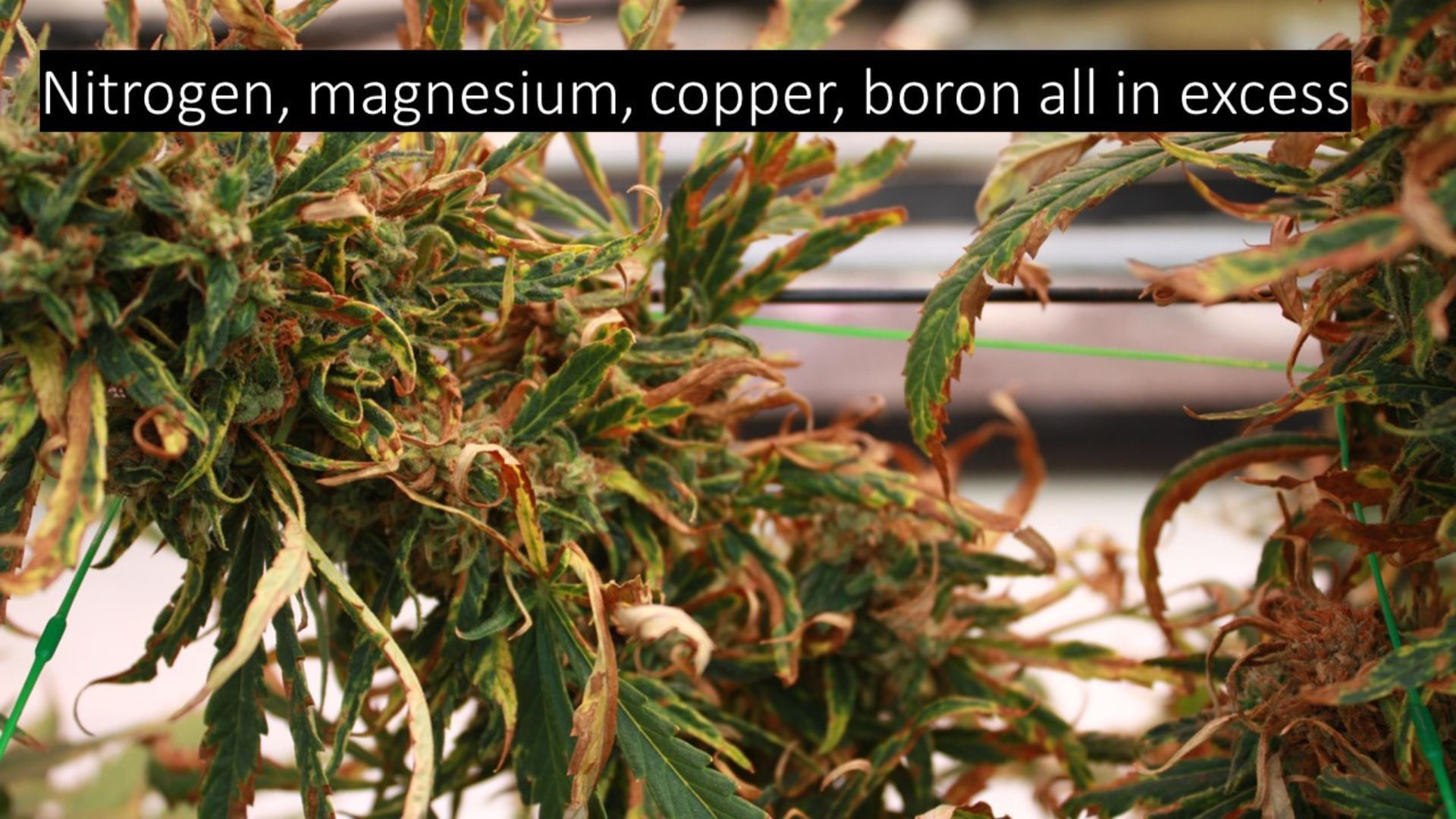 signs of cannabis nutrient excess