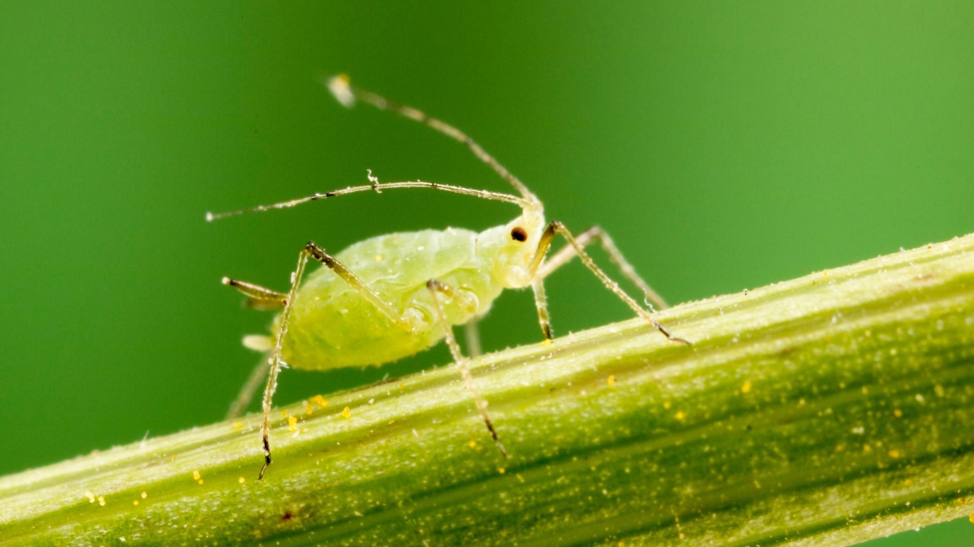 Aphid on stem