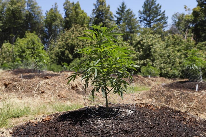 advantages of growing cannabis outdoors