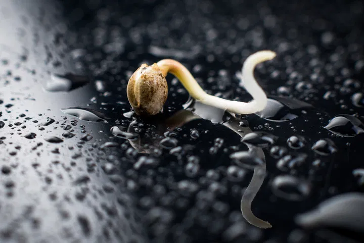 single germinated cannabis seed