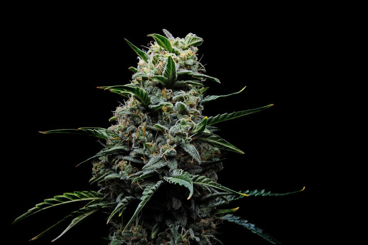 Skunk #1 cannabis strain