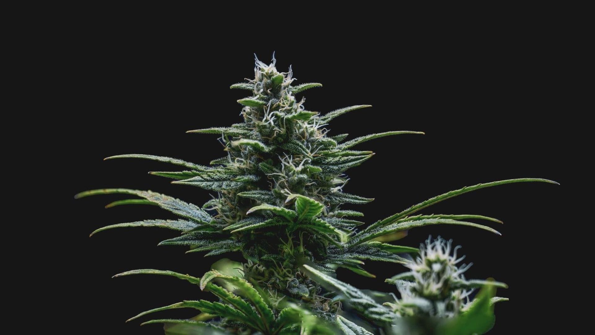 Mephisto Genetics Skywalker Auto