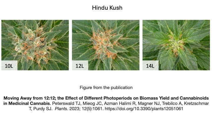 effects of light cycles