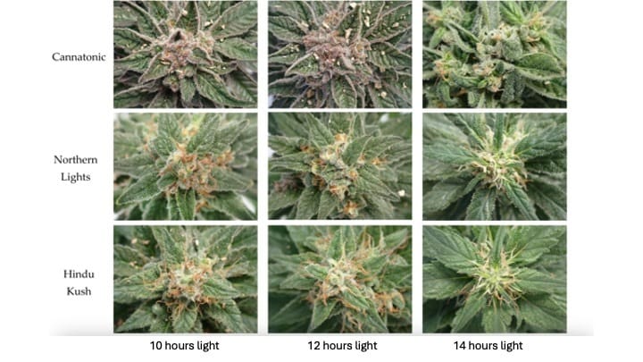 effects of light cycles