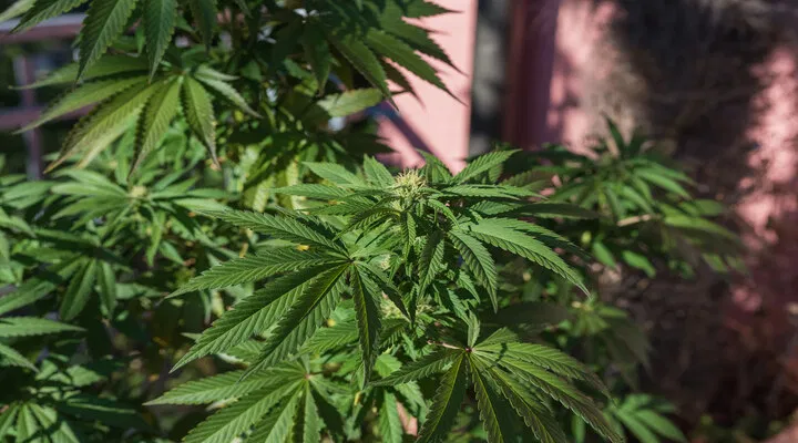 small auto plant