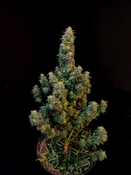 Seedsman Green Crack feminised