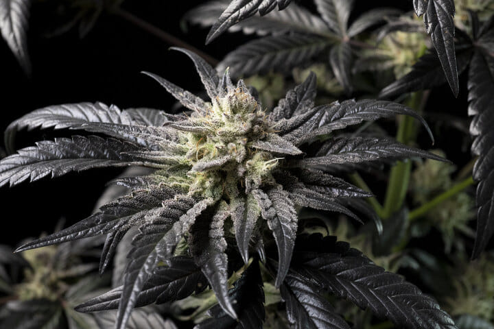 Seedsman Peyote wifi