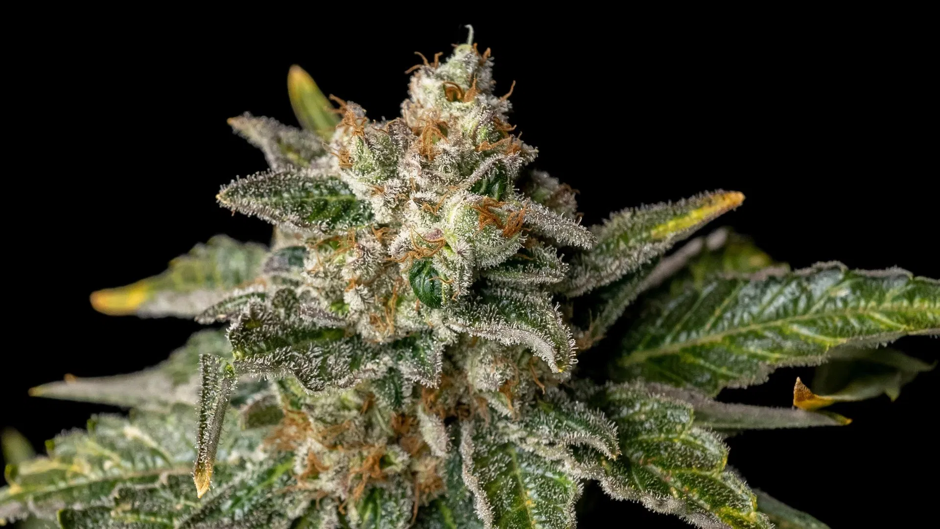 Seedsman's White Widow
