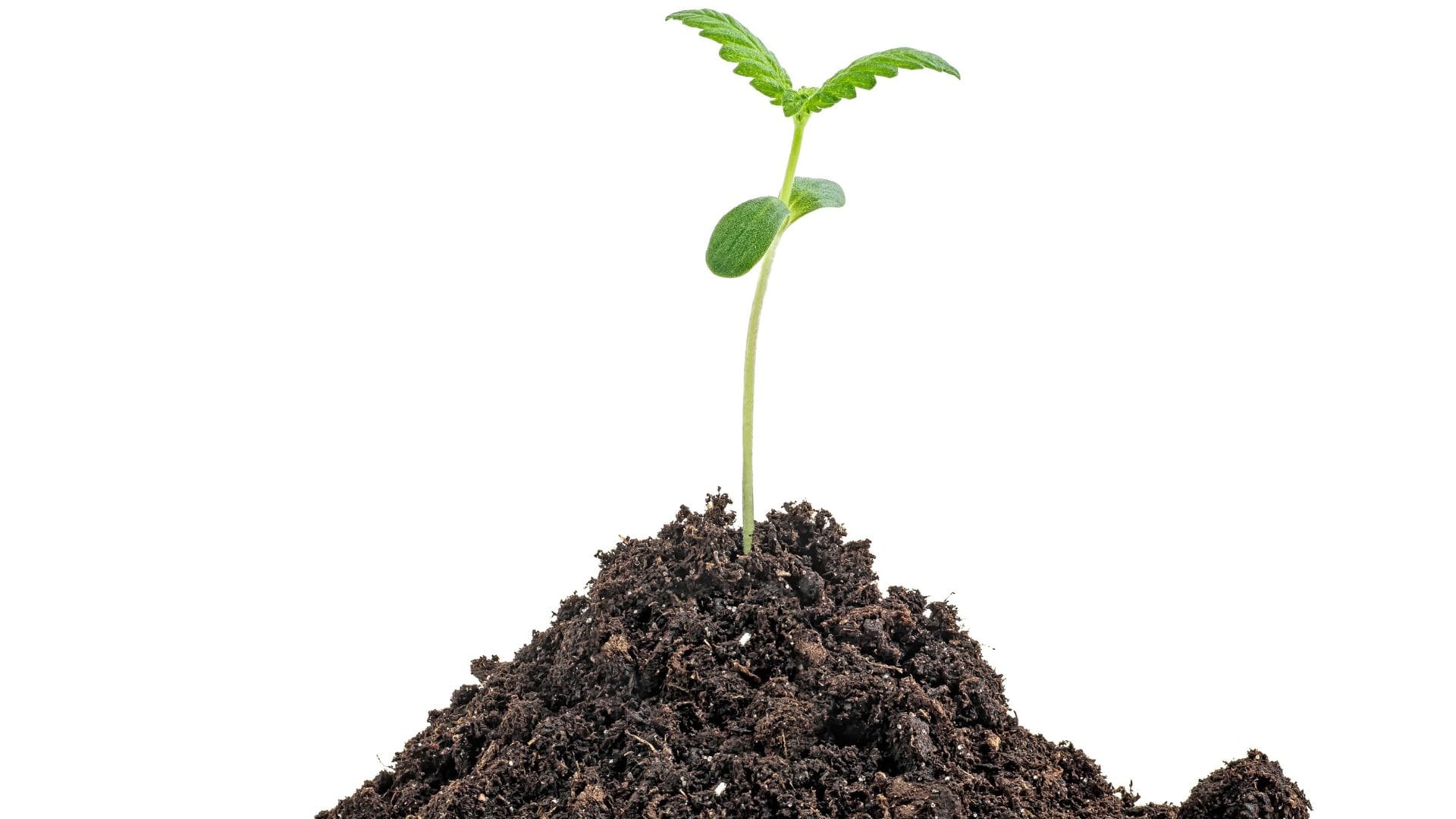 A good organic soil with amendments can help avoid deficiencies