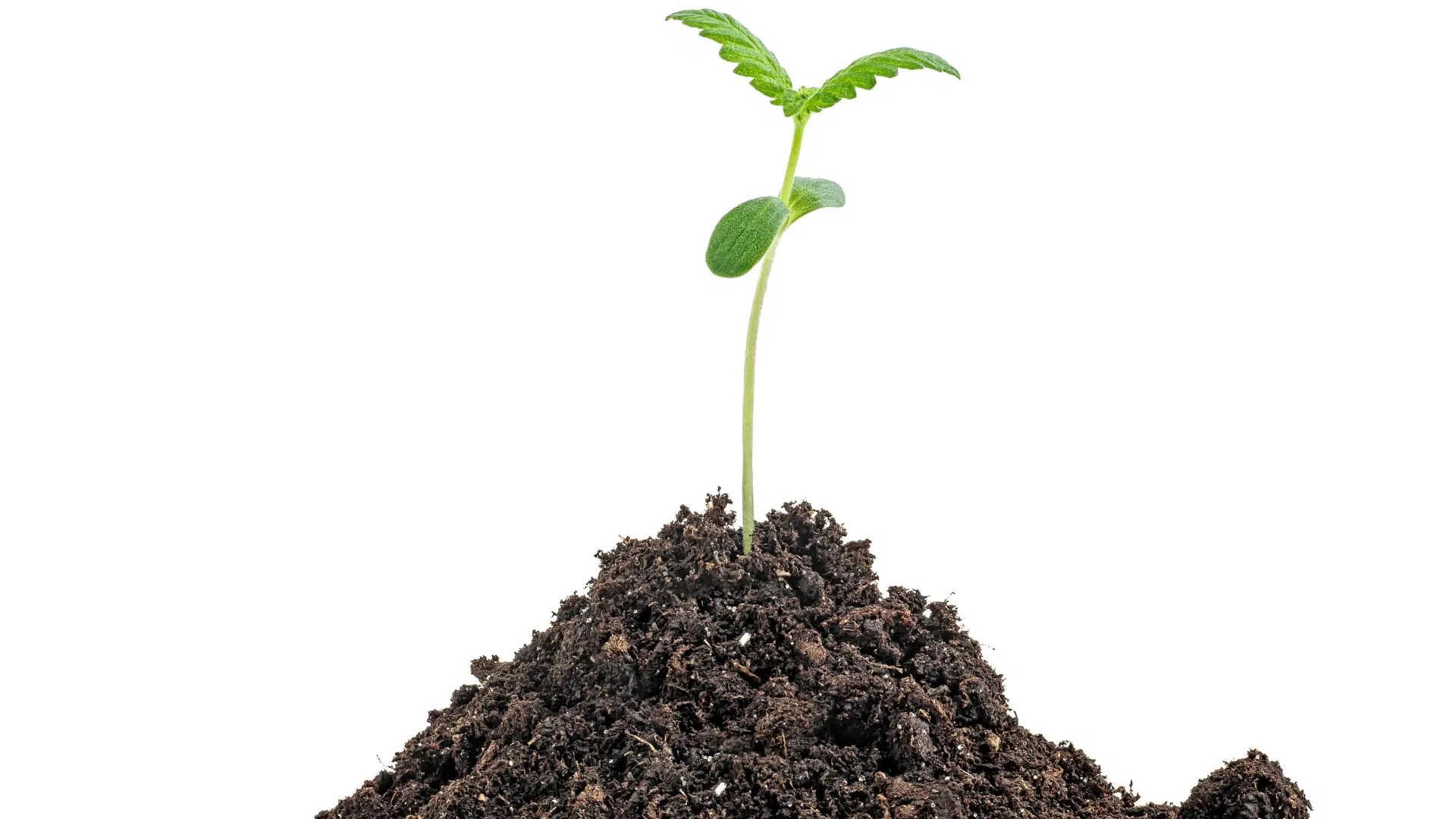 A good organic soil with amendments can help avoid deficiencies