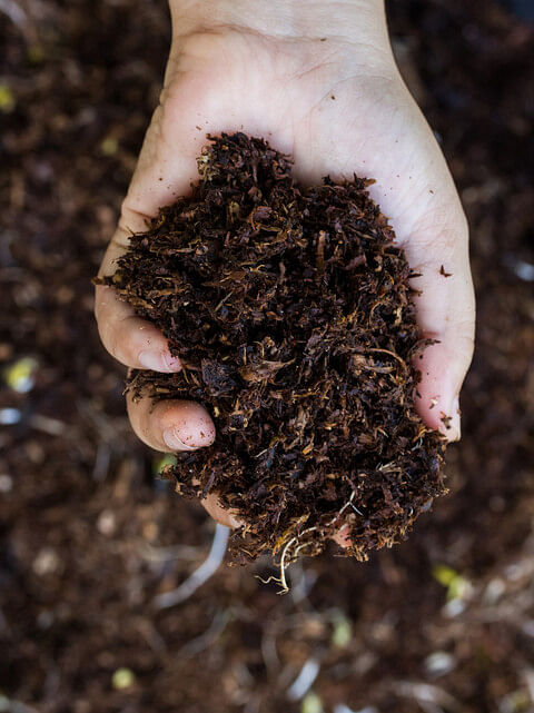 Handful of living soil