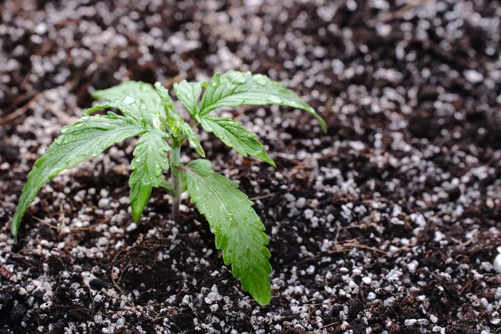 Soil with perlite