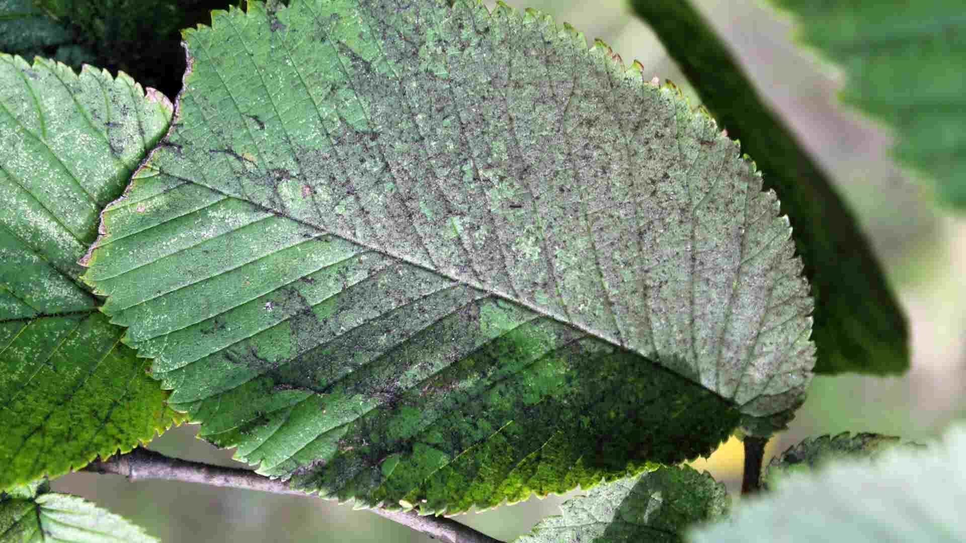 Sooty mold can give the appearance of blackening