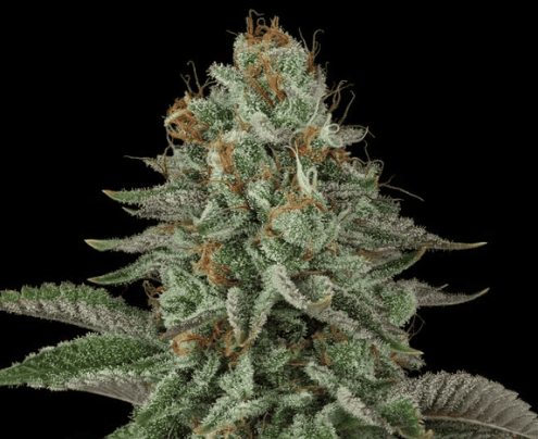 Seedsman Sour Diesel