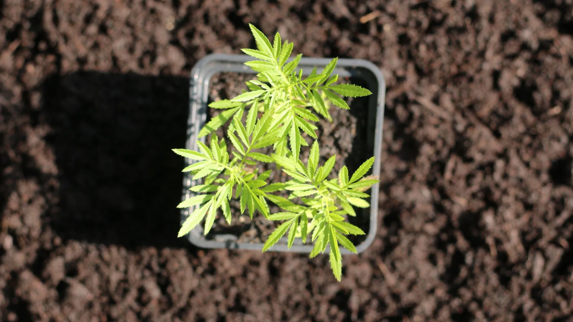 Le souci du sud ressemble vaguement aux feuilles de cannabis.