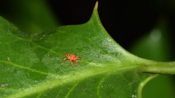 Spider mites on cannabis