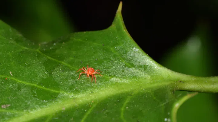 Spider mites on cannabis