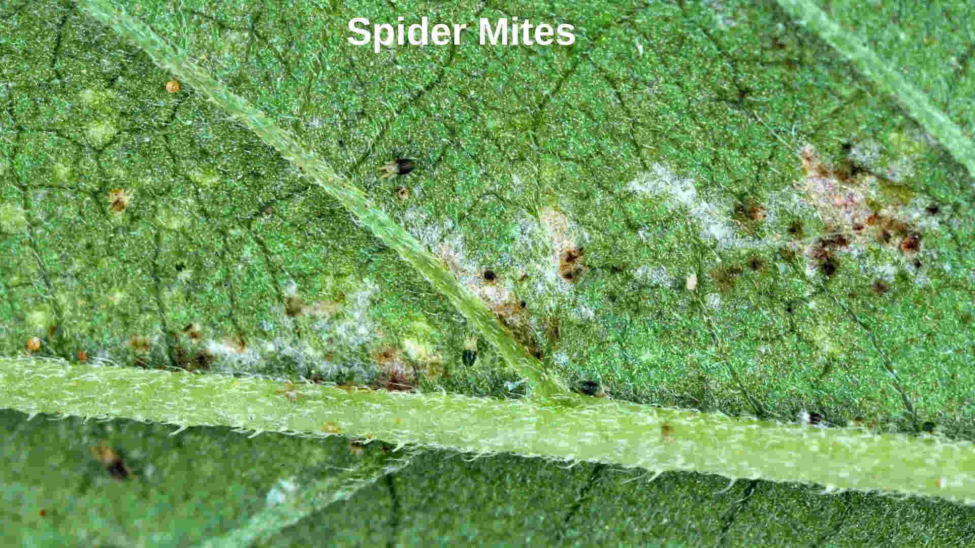 spider mites on leaf