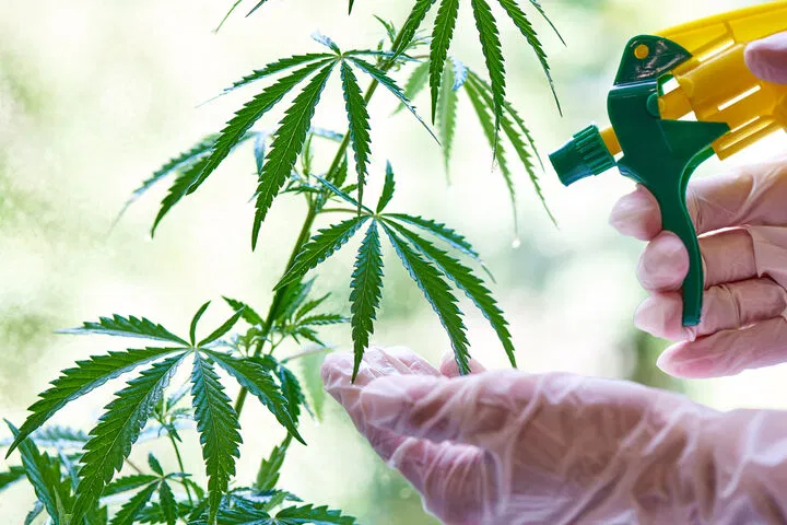 L'huile de neem est très efficace pour lutter contre les ravageurs du cannabis