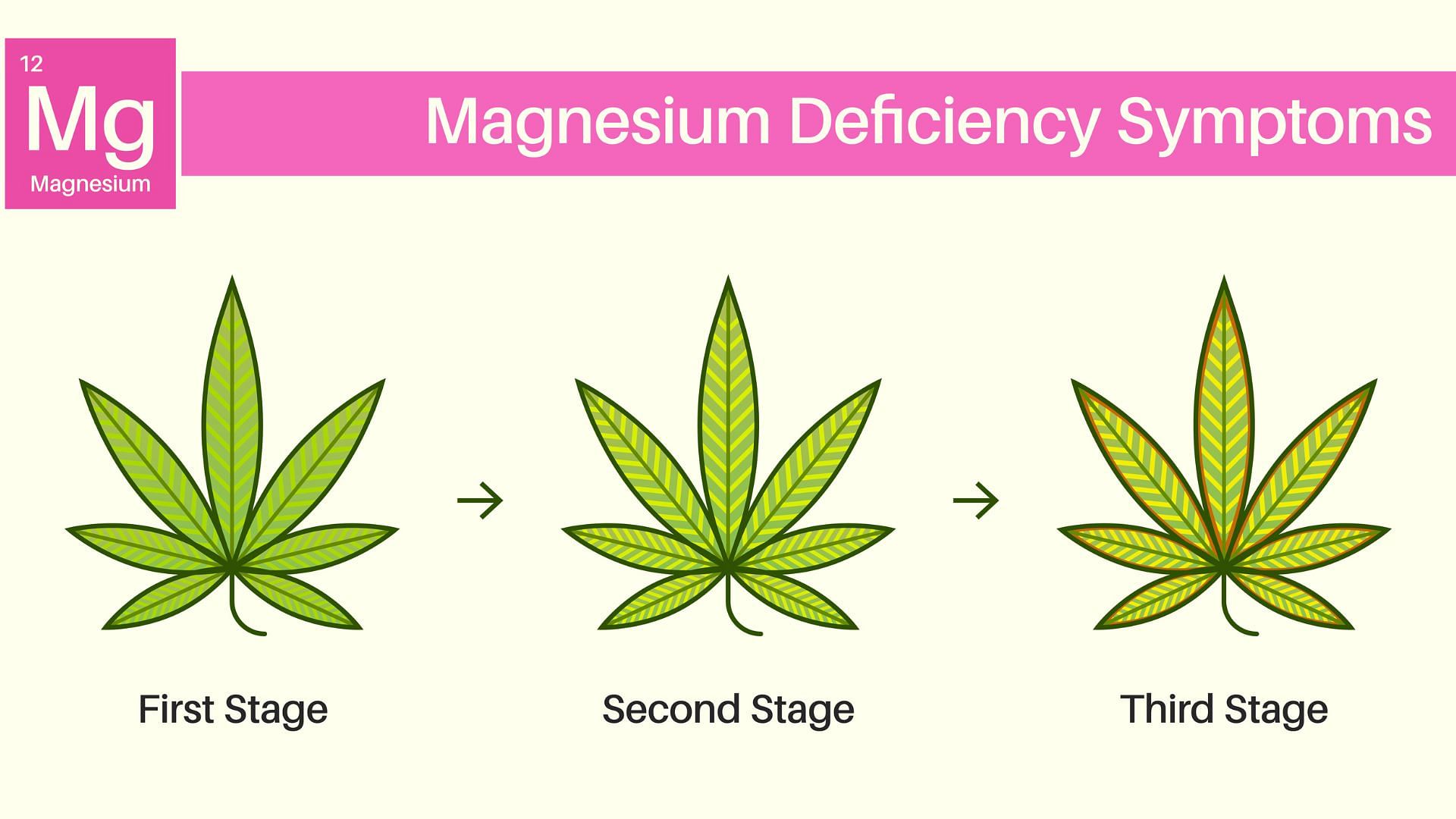 Пота лист. Cannabis nutrient deficiencies excesses. Problem of the Plants.