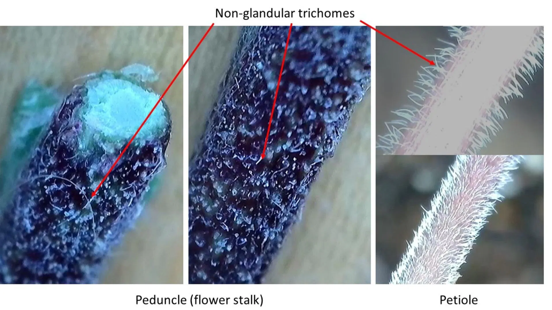 Close up image of cannabis stalk tissue