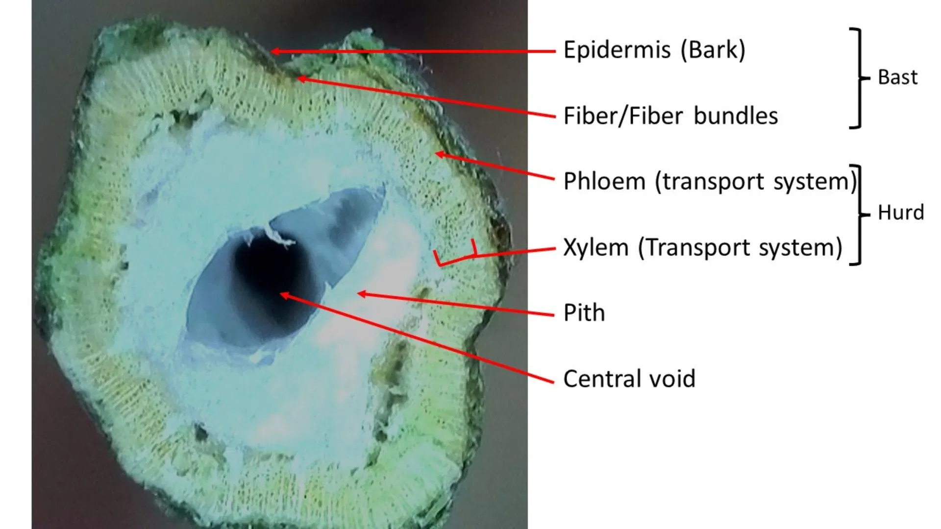 close up cannabis stem tissue