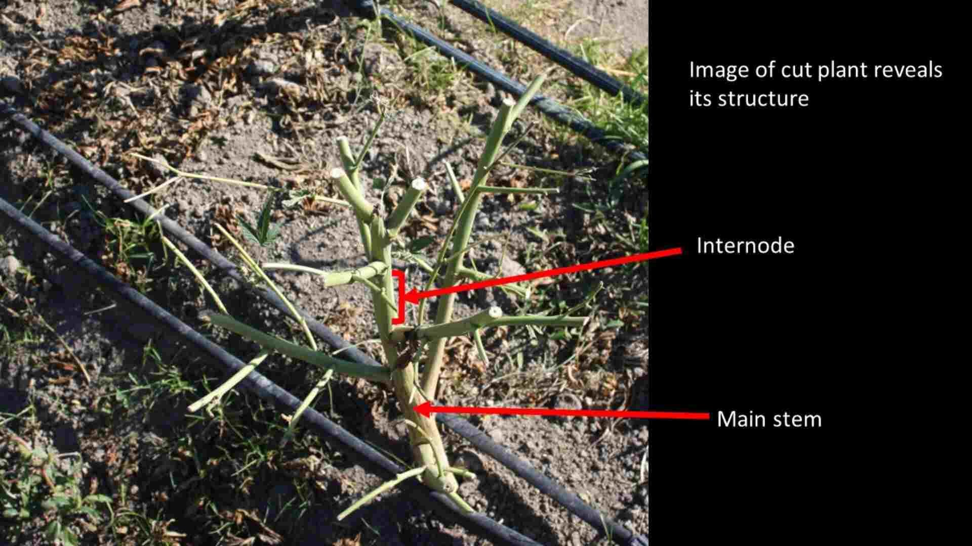 cannabis stem and internodes