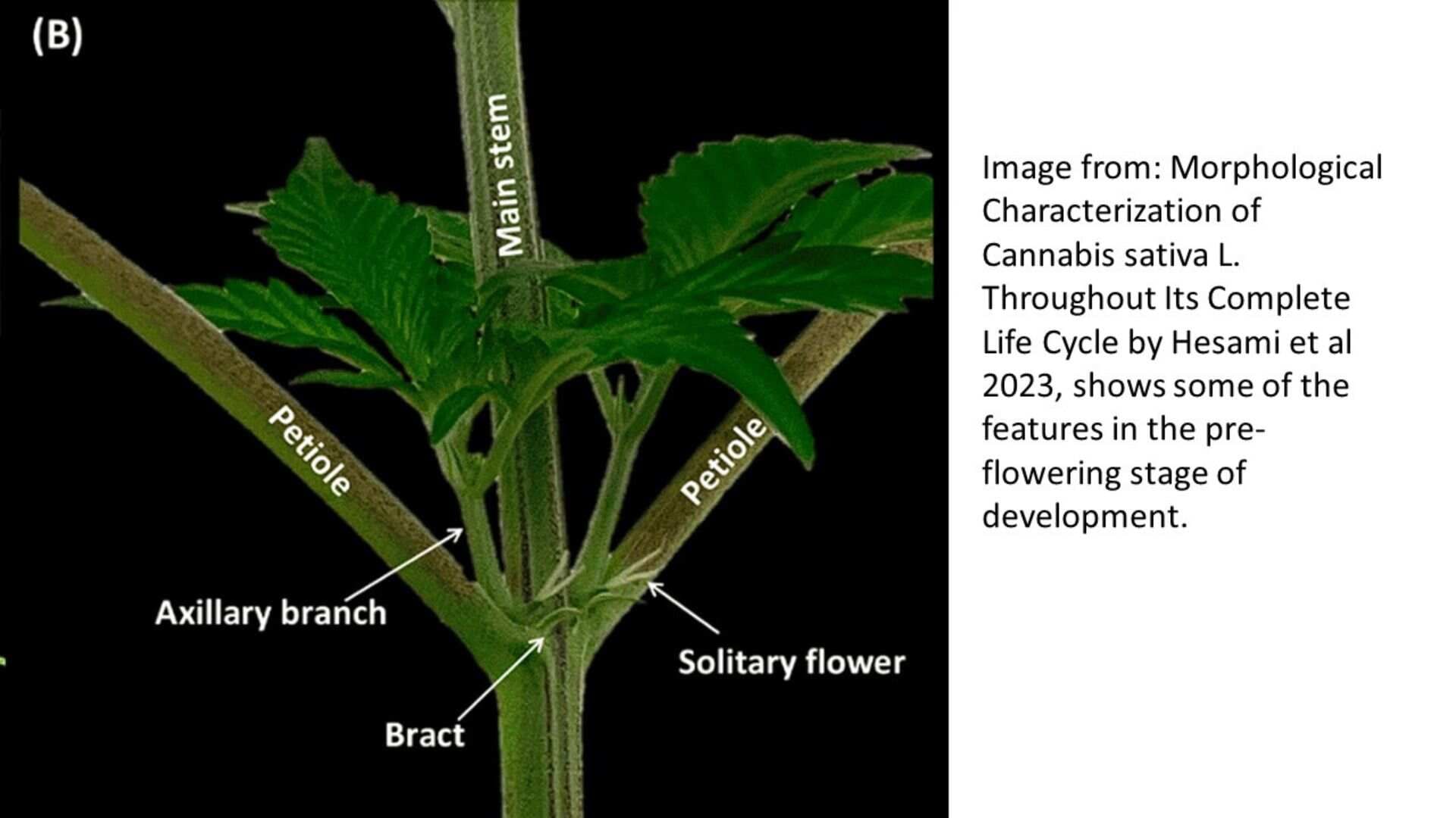 cannabis stem diagram