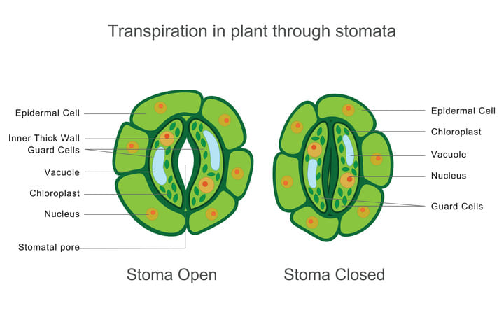 stomatal regulation illustration