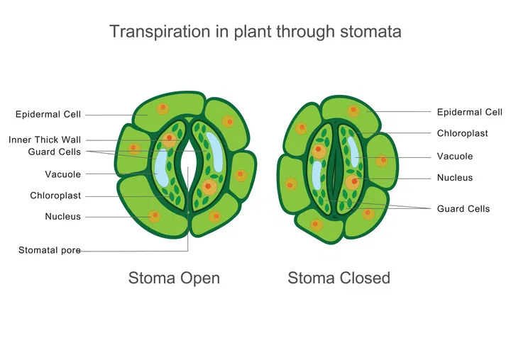 stomatal regulation illustration