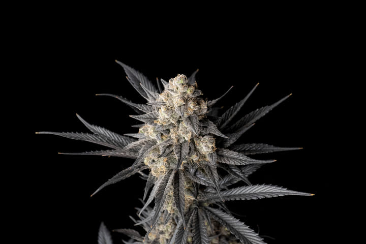 Why TerplUx matters for growers