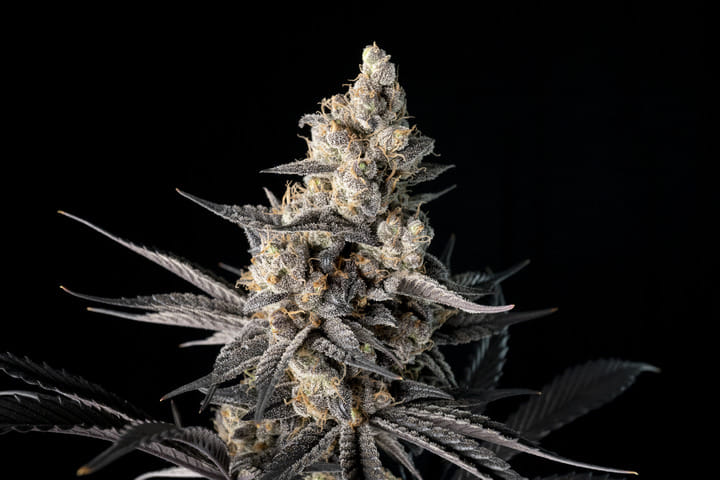 Seedsman Strawberry Banana Grape