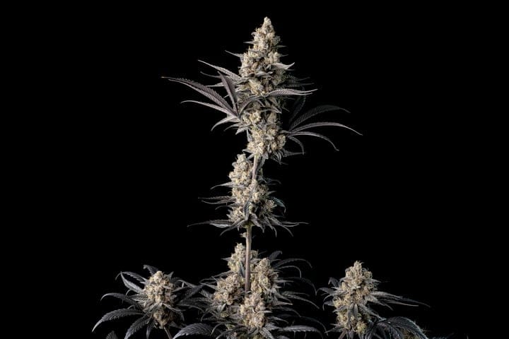 cannabis phenotypes explained