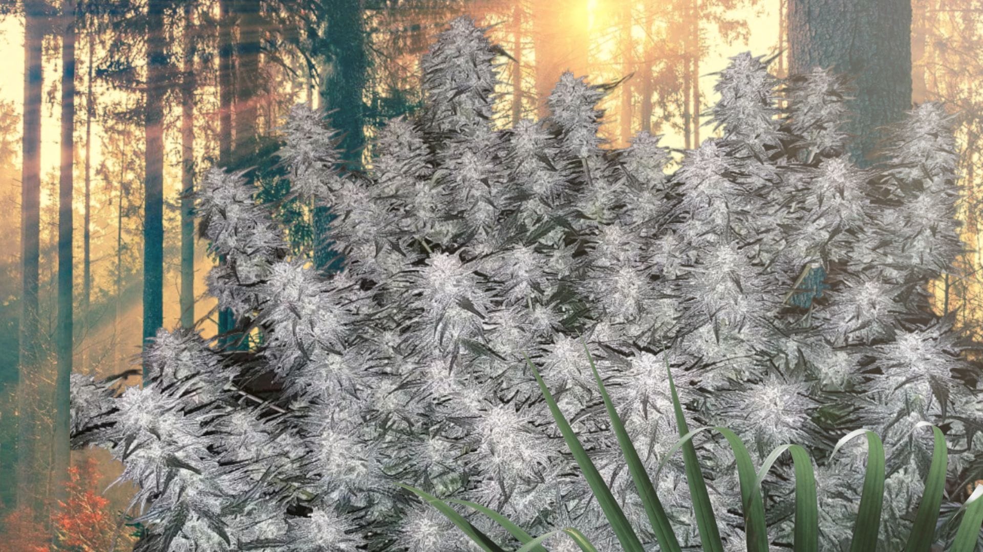 Strawberry Cheesecake Auto