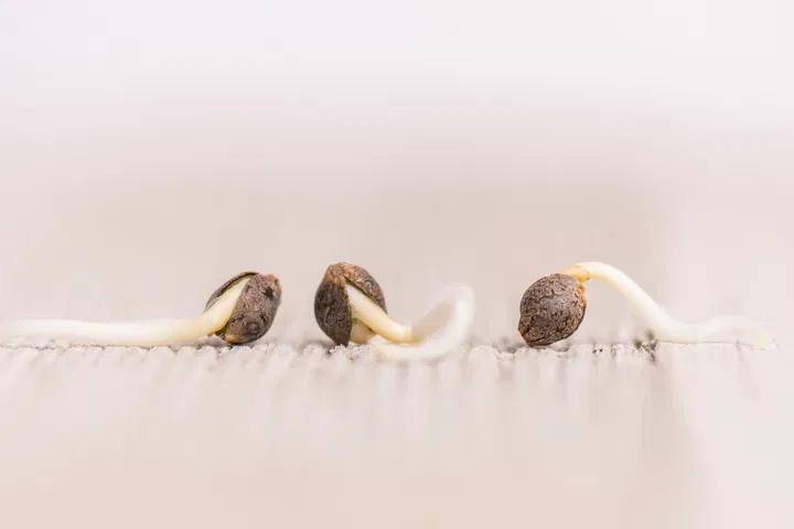 successfully germinated seeds