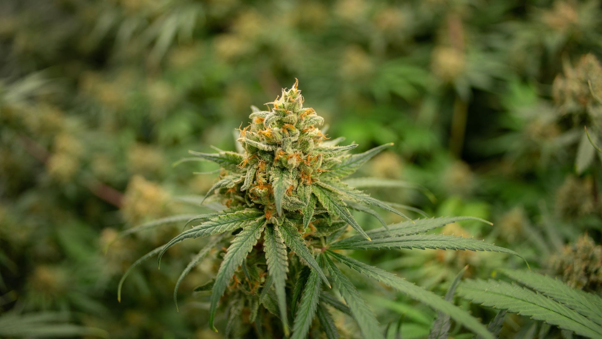 The vigorous and high-yielding Super Lemon Haze