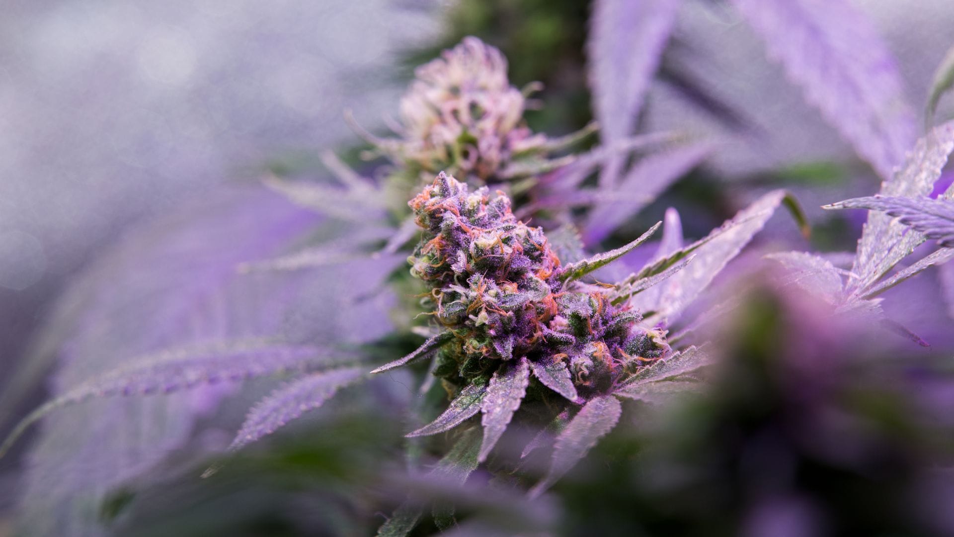 Super Silver Haze came from Green House Seed Co