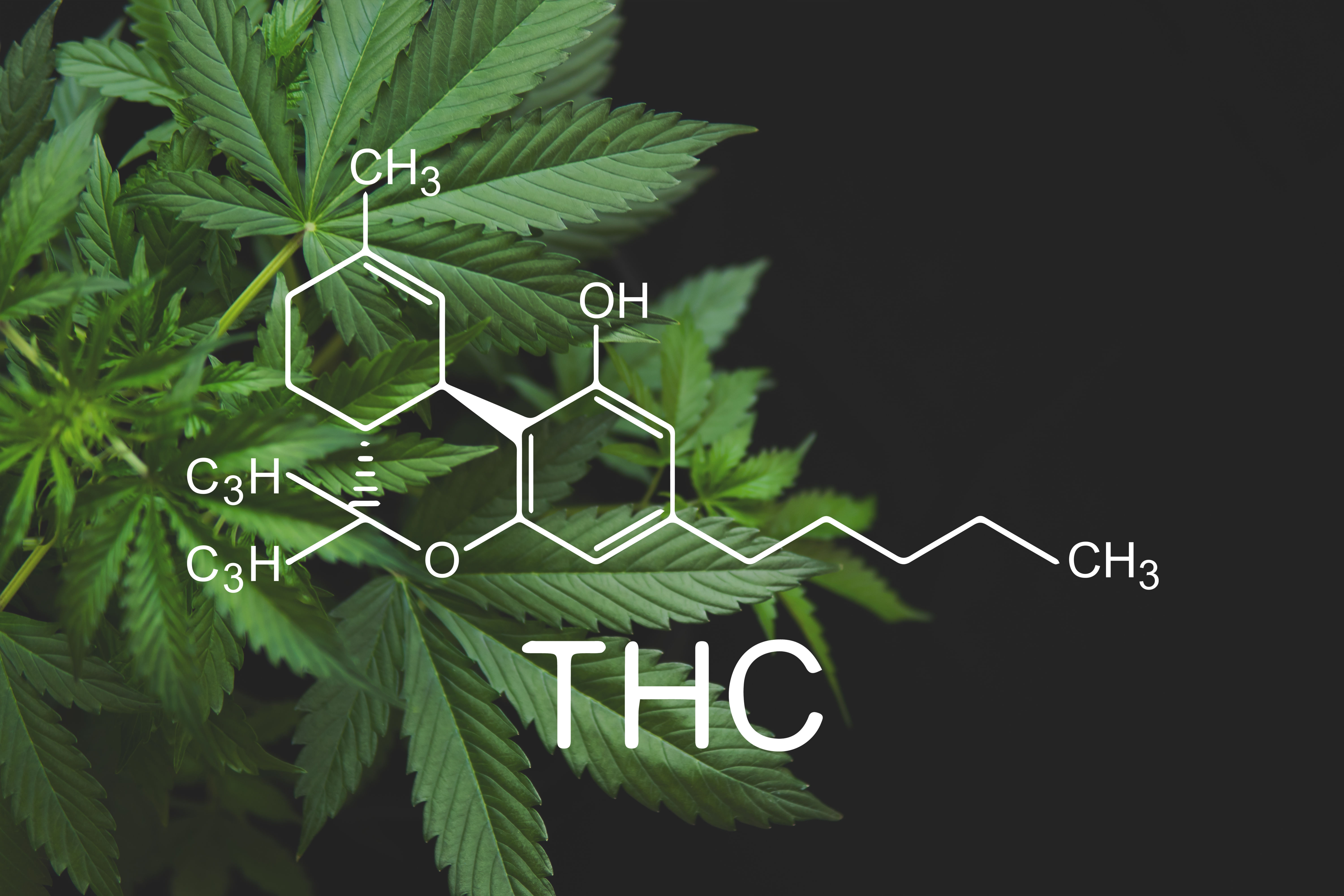 thc is the chief psychoactive component in cannabis