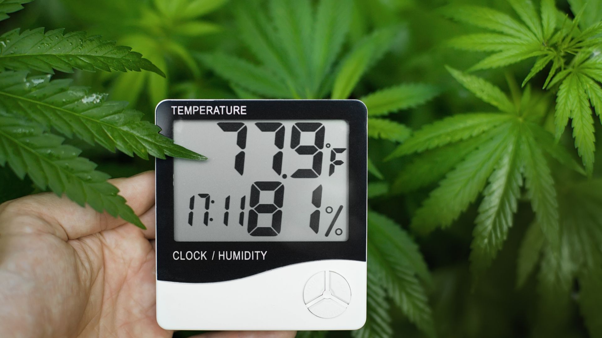 Make sure temperature and humidity of your grow room fall in the optimum range
