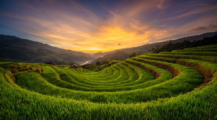 terraced farming