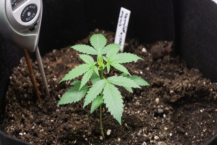 check pH to identify nutrient issues