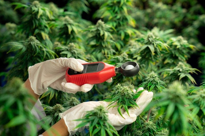 how to set up the grow environment for better buds