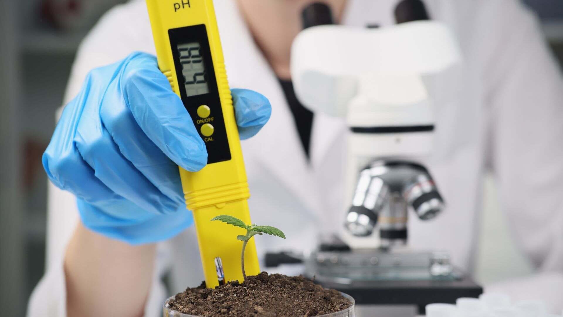 Cannabis soil must have the right pH