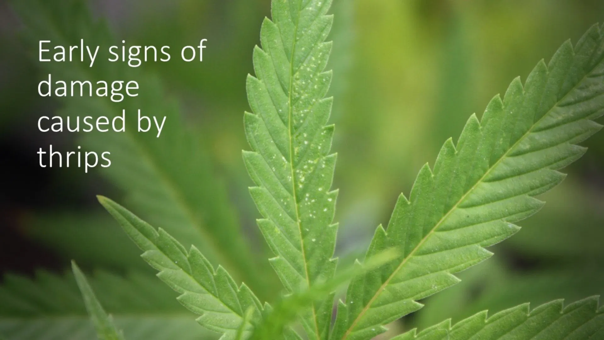 thrip damaged cannabis leaf