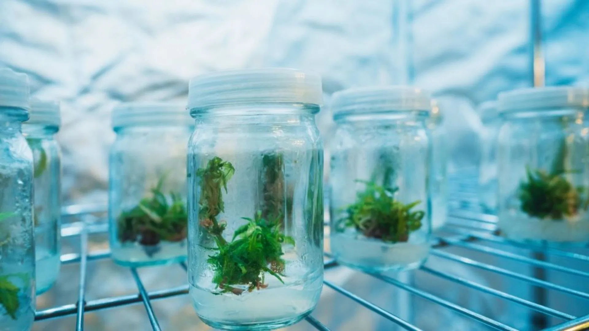 Tissue Culture