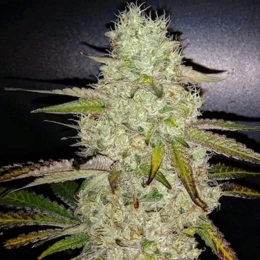 Ethos Toasted R1