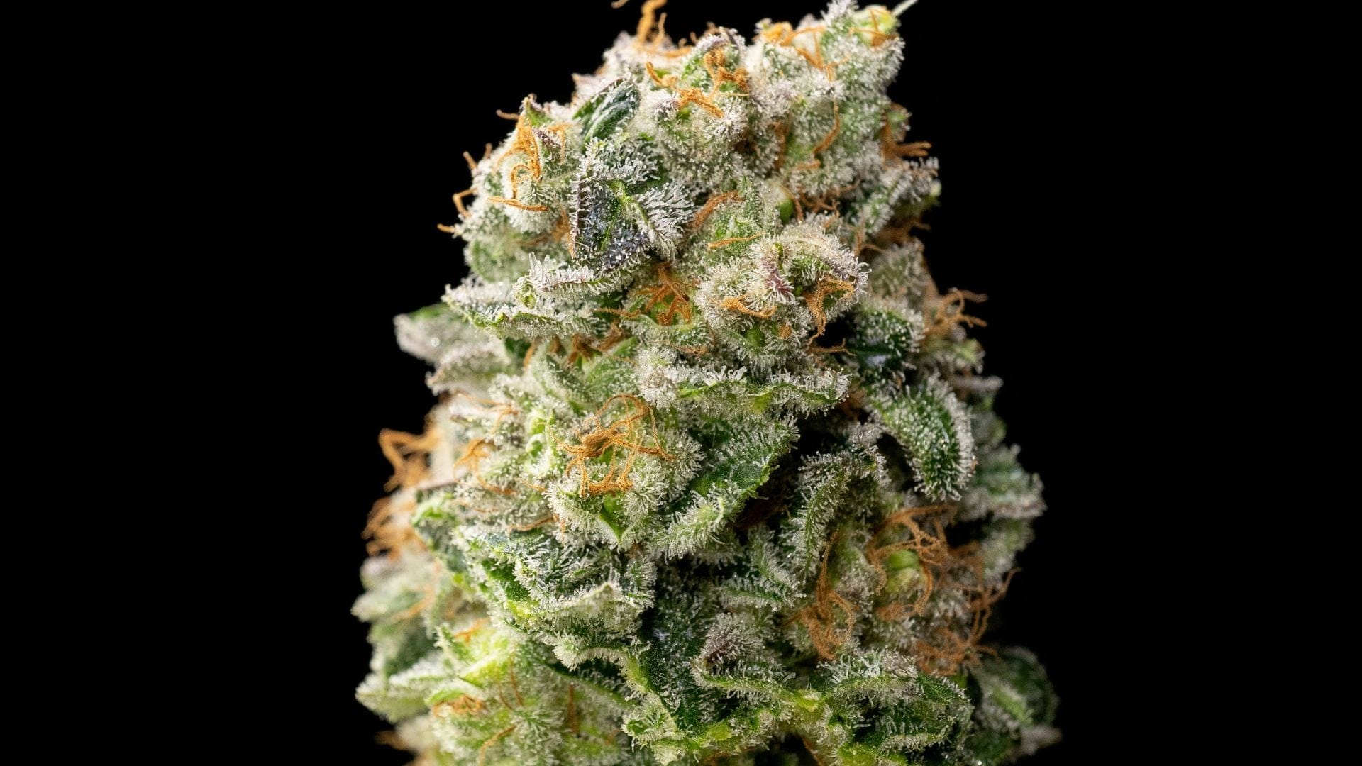 Trichome coverage can denote quality